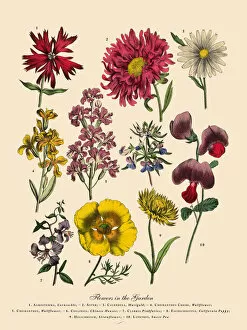 Images Dated 5th April 2016: The Art of Botanical Illustrations