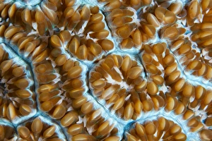 Images Dated 7th January 2013: Art of corals