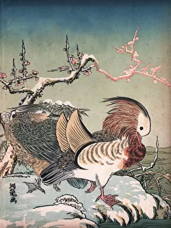 Images Dated 20th December 2018: Art of Japan, Mandarin ducks (Aix galericulata) in winter