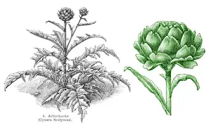 Artichoke Prints: Artichoke vegetables engraving 1895