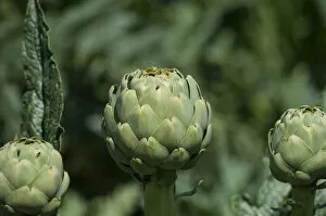 Images Dated 24th May 2012: Artichokes -Cynara cardunculus-, Brittany, France