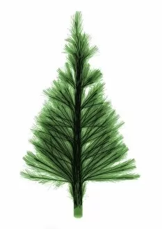 Holidays Collection: Artificial green fibre optic festive tree, X-ray