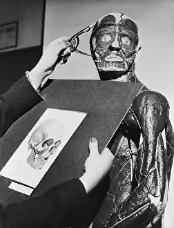 Mannequin Prints: Artist Taking Measurements of Human Skull