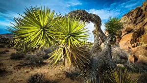 Images Dated 7th January 2017: Artistic Bowing Joshua Tree