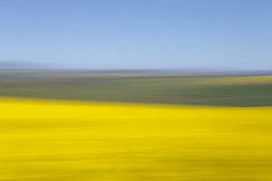 Images Dated 18th August 2017: An artistic expression of Canola and Wheat fields in the early Spring with the bold yellow colors