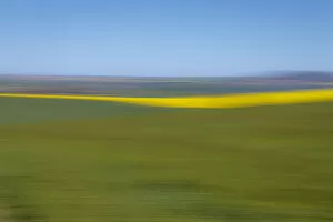 Images Dated 18th August 2017: An artistic expression of Canola and Wheat fields in the early Spring with the bold yellow colors