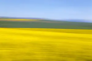 An artistic expression of Canola and Wheat fields in the early Spring with the bold yellow colors of canola offset by the emerald green of the wheat, Swellendam, Western Cape Province, South Africa