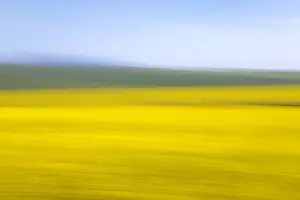An artistic expression of Canola and Wheat fields in the early Spring with the bold yellow colors of canola offset by the emerald green of the wheat, Swellendam, Western Cape Province, South Africa