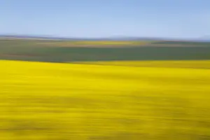 An artistic expression of Canola and Wheat fields in the early Spring with the bold yellow colors of canola offset by the emerald green of the wheat, Swellendam, Western Cape Province, South Africa