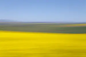 An artistic expression of Canola and Wheat fields in the early Spring with the bold yellow colors of canola offset by the emerald green of the wheat, Swellendam, Western Cape Province, South Africa