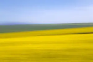 An artistic expression of Canola and Wheat fields in the early Spring with the bold yellow colors of canola offset by the emerald green of the wheat, Swellendam, Western Cape Province, South Africa