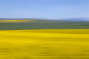 An artistic expression of Canola and Wheat fields in the early Spring with the bold yellow colors of canola offset by the emerald green of the wheat, Swellendam, Western Cape Province, South Africa