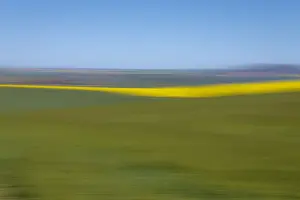 An artistic expression of Canola and Wheat fields in the early Spring with the bold yellow colors of canola offset by the emerald green of the wheat, Swellendam, Western Cape Province, South Africa