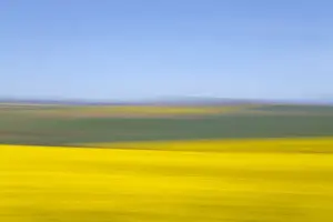 An artistic expression of Canola and Wheat fields in the early Spring with the bold yellow colors of canola offset by the emerald green of the wheat, Swellendam, Western Cape Province, South Africa