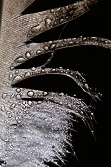 Simon Gakhar Photography Prints: Artistic Peahen Feather Macro Photograph with Water Droplets