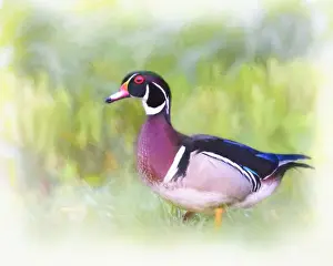 Vicki Jauron Wildlife Photography Prints: Artistic Portrait Digital Painting of Wood Duck in Grass
