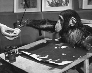 Images Dated 10th May 2005: Artistic Primate