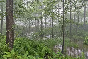 artvin, beauty in nature, color image, day, fog, forest, greenland, karagol, landscape