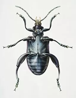 Arthropoda Gallery: Artwork of a beetle viewed from beneath