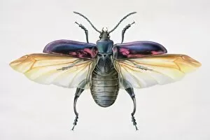 Insecta Gallery: Artwork of a beetle with its wings stretched out