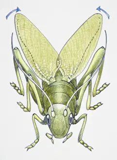 Animal Leg Prints: Artwork of a cricket making music with its legs