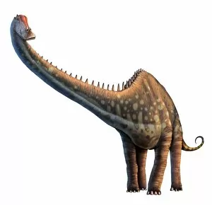 Images Dated 17th October 2011: Artwork of a diplodocus dinosaur