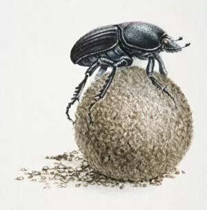 Coleoptera Gallery: Artwork of dung beetle on top of a dung ball