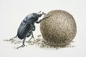 Coleoptera Gallery: Artwork of a dung beetle, rolling dung