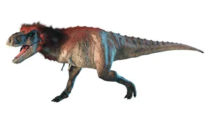 Feathers Collection: Artwork of a feathered tyrannosaurus