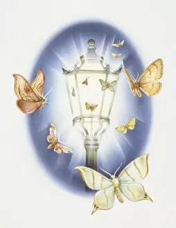 Arthropoda Gallery: Artwork of moths flying around a lantern