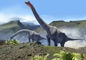 Fauna Collection: Artwork of a pair of brachiosaurus