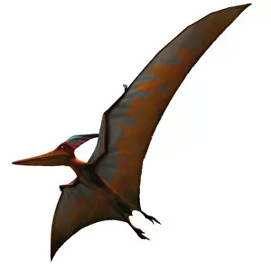 Images Dated 17th October 2011: Artwork of pteranodon sternbergi