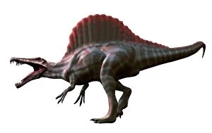 Images Dated 18th June 2013: Artwork of a spinosaurus dinosaur