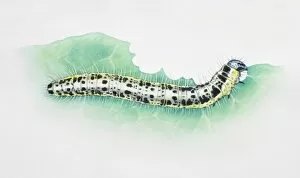 Artwork of white caterpillar with black spots