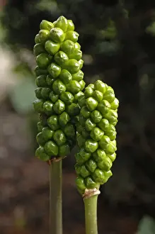 Heads Prints: Arum (Arum), green seed heads