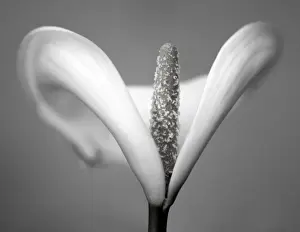 Arum