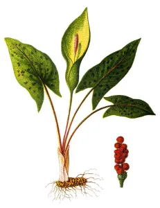Lords Prints: Arum maculatum (snakeshead, adders root)