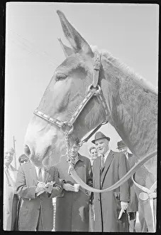 Mule Prints: The A's Mascot Charlie O