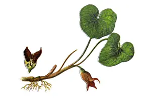 Spike Prints: Asarum europaeum, commonly known as asarabacca
