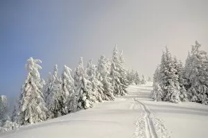 Images Dated 23rd January 2010: Ascent tracks and deep snow-covered trees at the ridge of Mt. Unterberg, ski tour, Mt