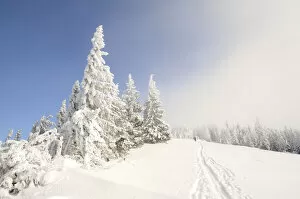 Ascent tracks and deep snow-covered trees on the ridge of Mt. Unterberg, Lower Austria, Austria, Europe