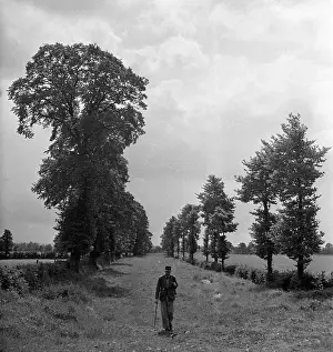 Charles Hewitt Prints: Ashbridge Walk