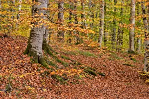 Images Dated 17th November 2012: asia, autumn, autumn colors, beauty in nature, bolu, color image, colour image, eurasia