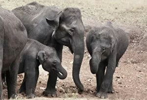 Karnataka Gallery: Asian, Asiatic or Indian elephants -Elephas maximus-, Rajiv Gandhi National Park