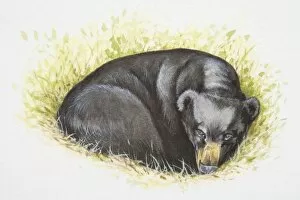 Woodlands Collection: Asian Black Bear (Ursus thibetanus) lying curled up in grass