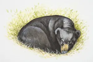 Lying Down Prints: Asian Black Bear (Ursus thibetanus) lying curled up in grass