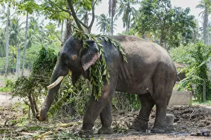 Images Dated 7th April 2012: Asian Elephant -Elephas maximus-, Kerala, India
