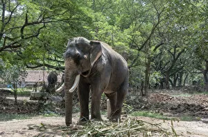 Images Dated 7th April 2012: Asian Elephant -Elephas maximus-, Kerala, India