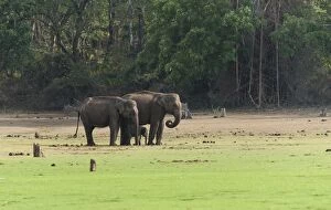 Elephantidae Gallery: Asian elephants -Elephas maximus- with calf, Nagarhole National Park, Karnataka, India