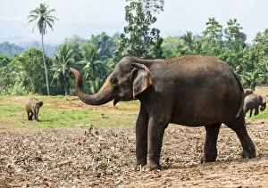 Images Dated 1st April 2013: Asian elephants -Elephas maximus- feeding in the Pinnawela Elephants Orphanage, Pinnawela, Sri Lanka